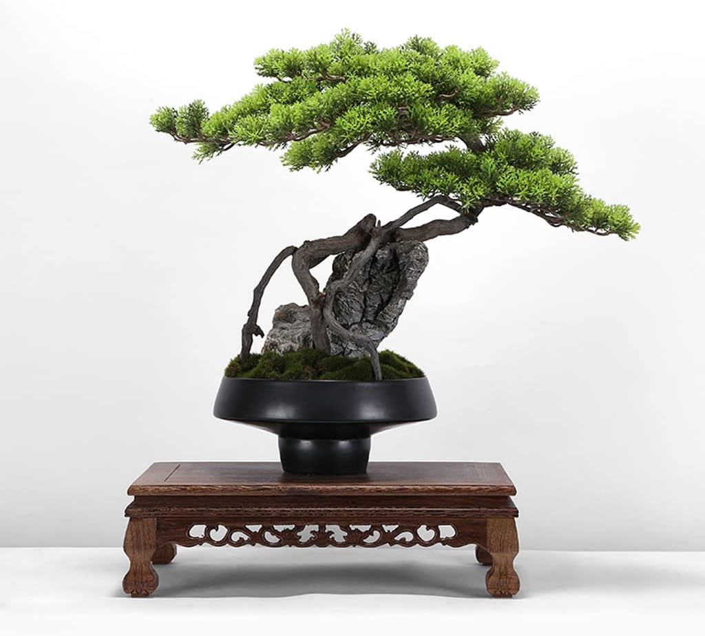 黒松(クロマツ)盆栽 SS004 黒松（クロマツ）盆栽 S016